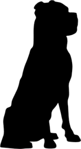 Cane Corso(8)