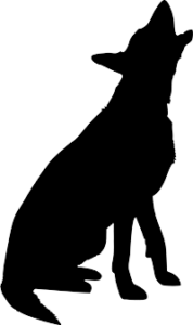 Deutscher Schäferhund(19)
