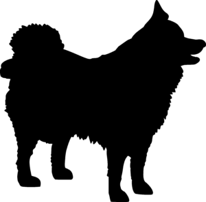 Iceland Sheepdog(1)