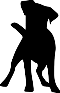 Jack Russel Terrier(7)