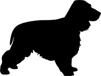 English Cocker Spaniel(5)