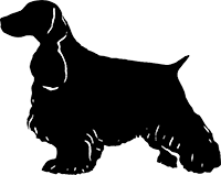 English Cocker Spaniel(8)